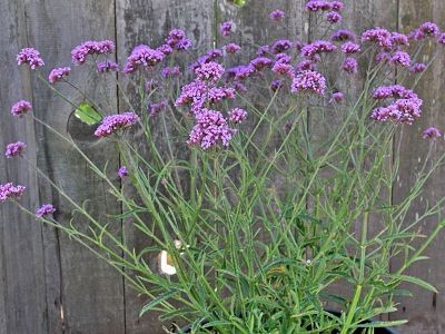 Verveine de Buenos Aires