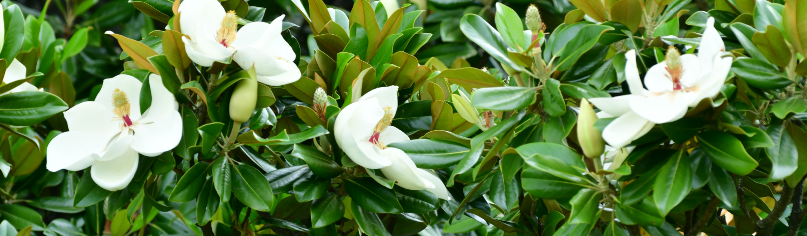 Magnolia  / Leaderplant