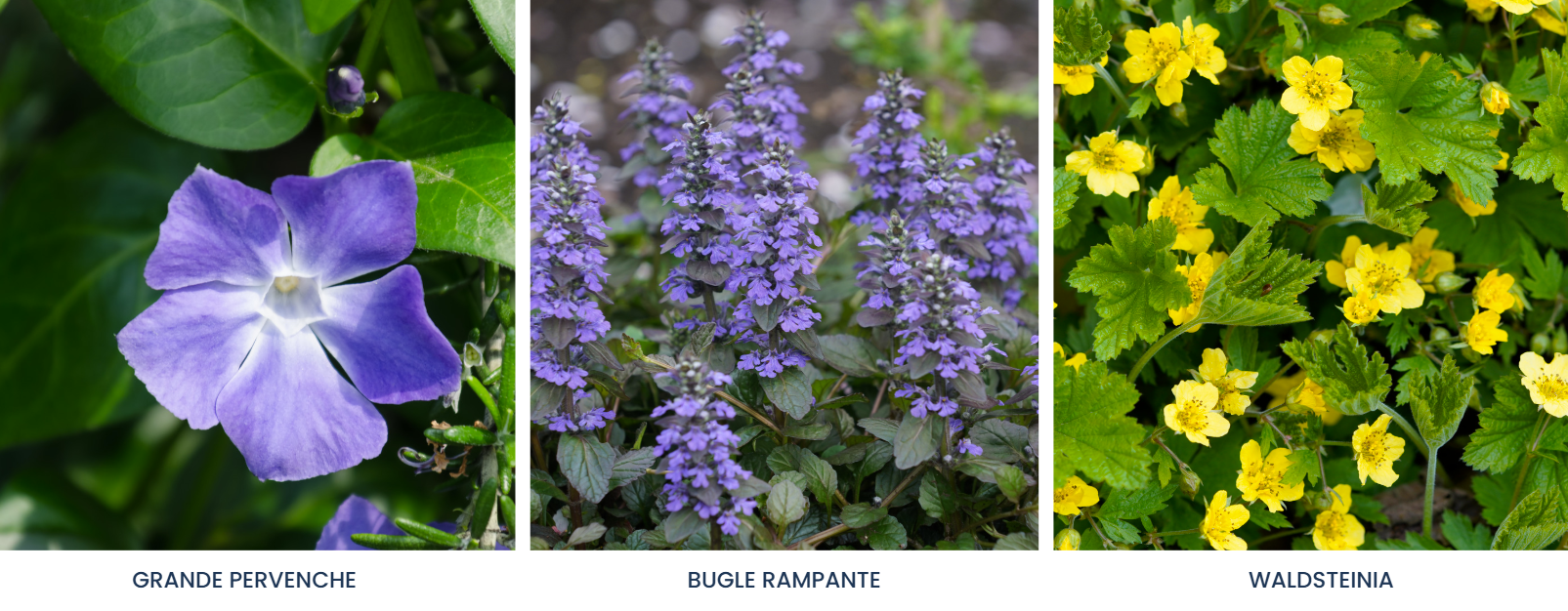 Plantes fleuries sous un arbre / Leaderplant