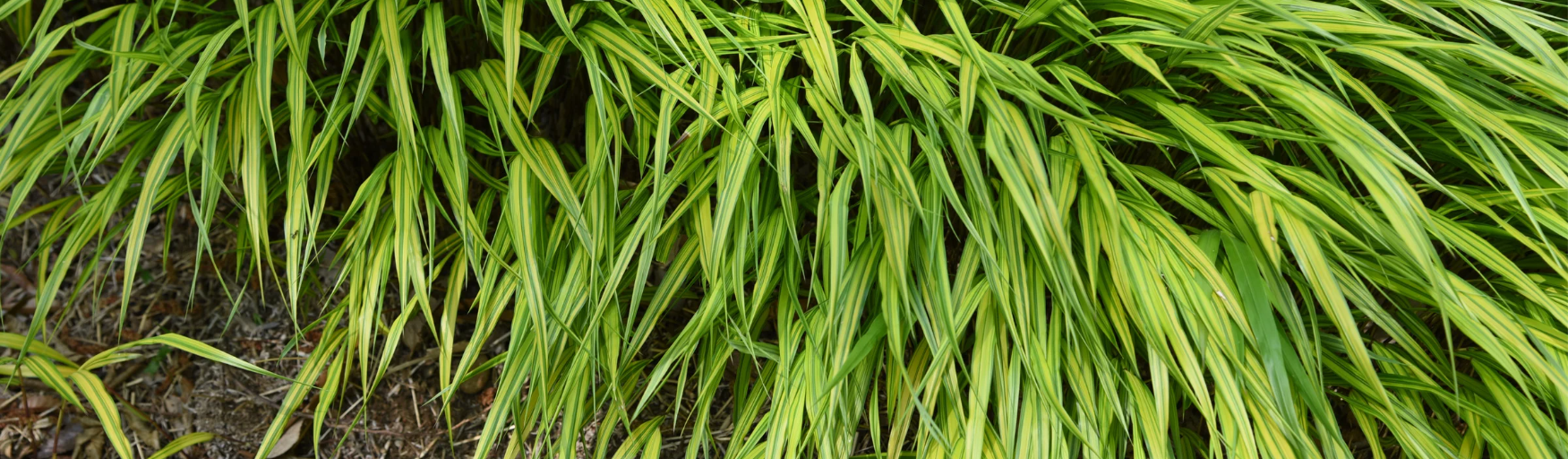 Hakonechloa / Leaderplant