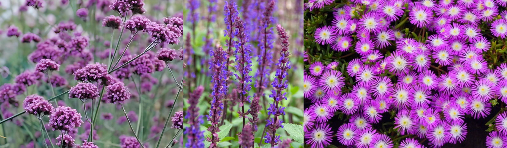Verveine de Buenos Aire - Sauge - Delosperma / Leaderplant