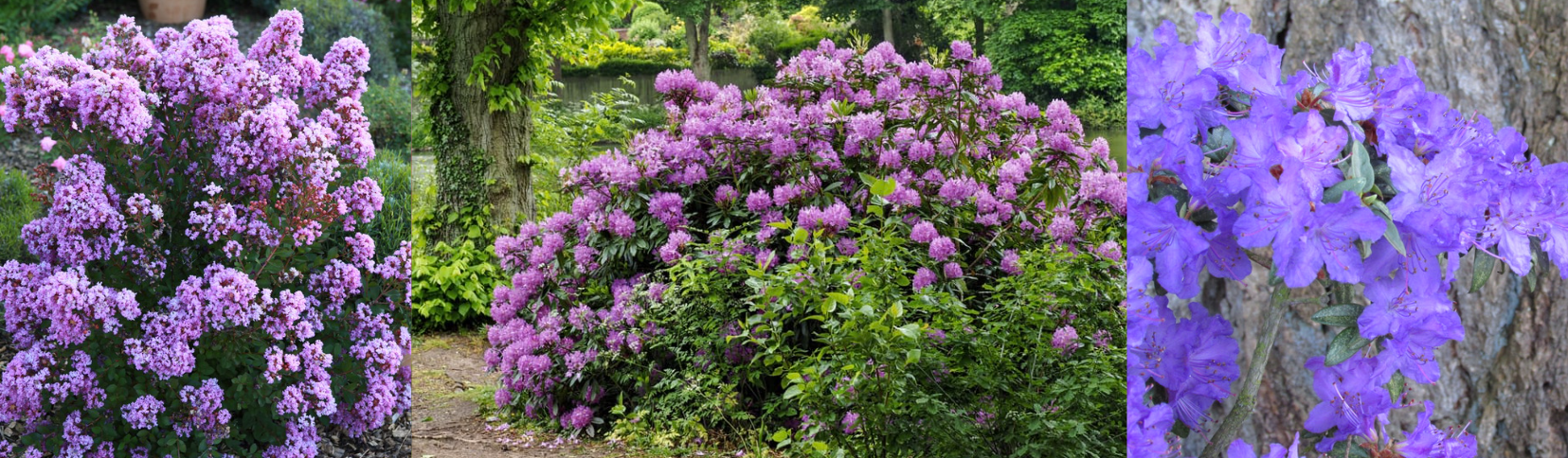 Lagerstroemia - Rhododendron - Azalée / Leaderplant