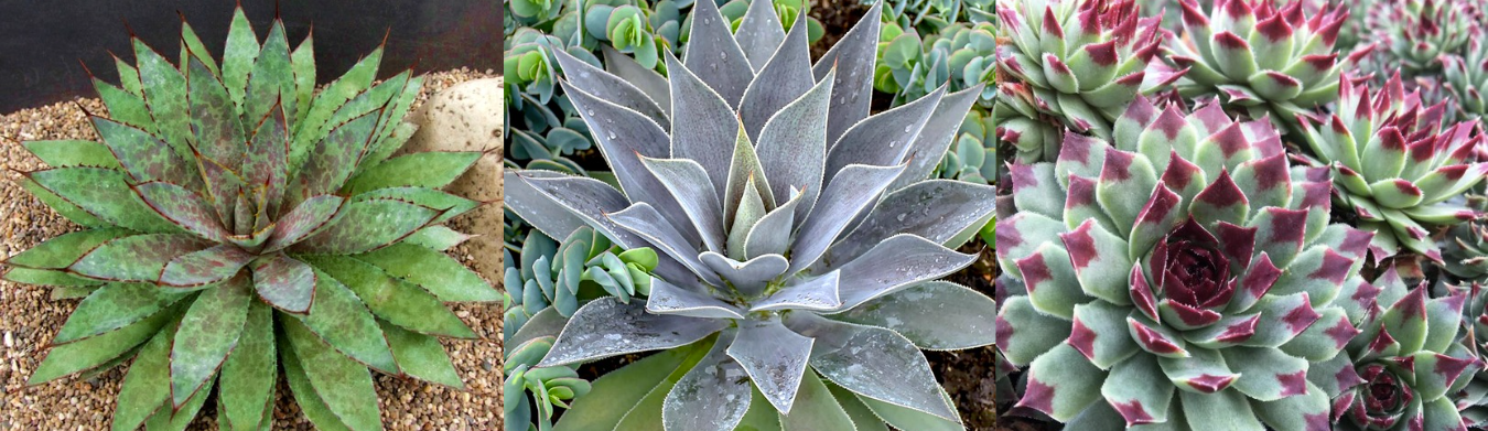 Plantes grasses / Leaderplant 