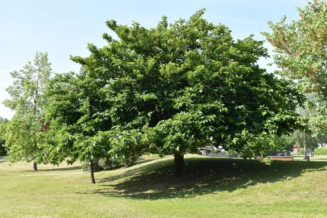 Robinia pseudoacacia / Leaderplant