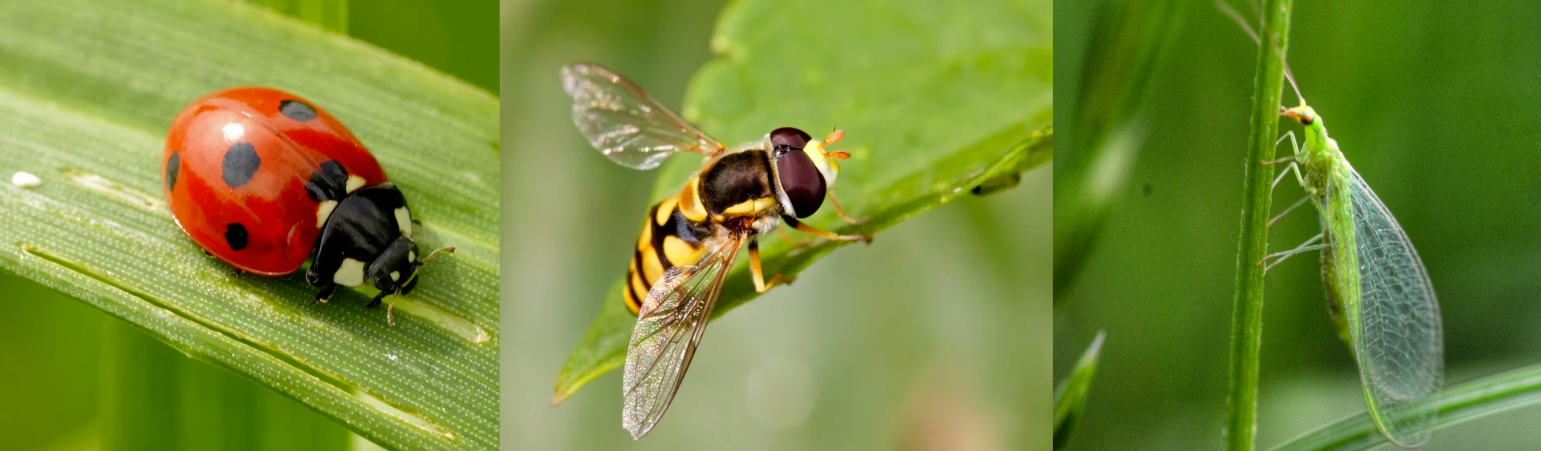 Insectes auxiliaires / Leaderplant