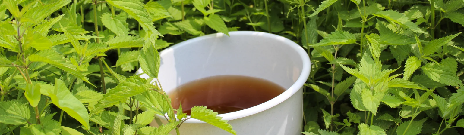 Purin d'ortie / Leaderplant
