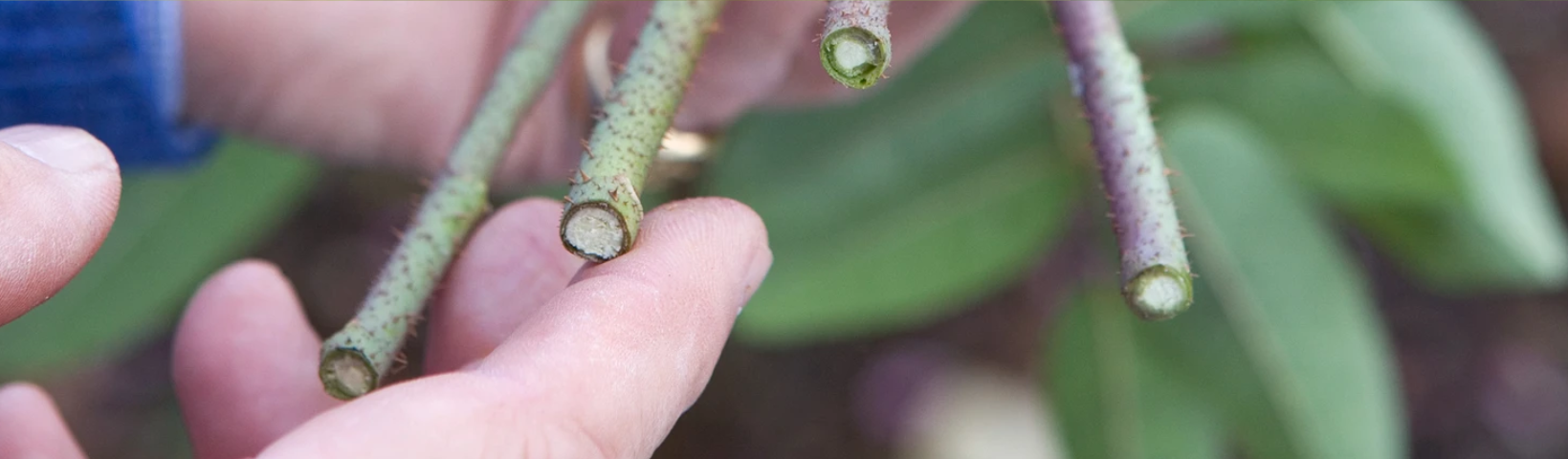 Bouturage rosier / Leaderplant