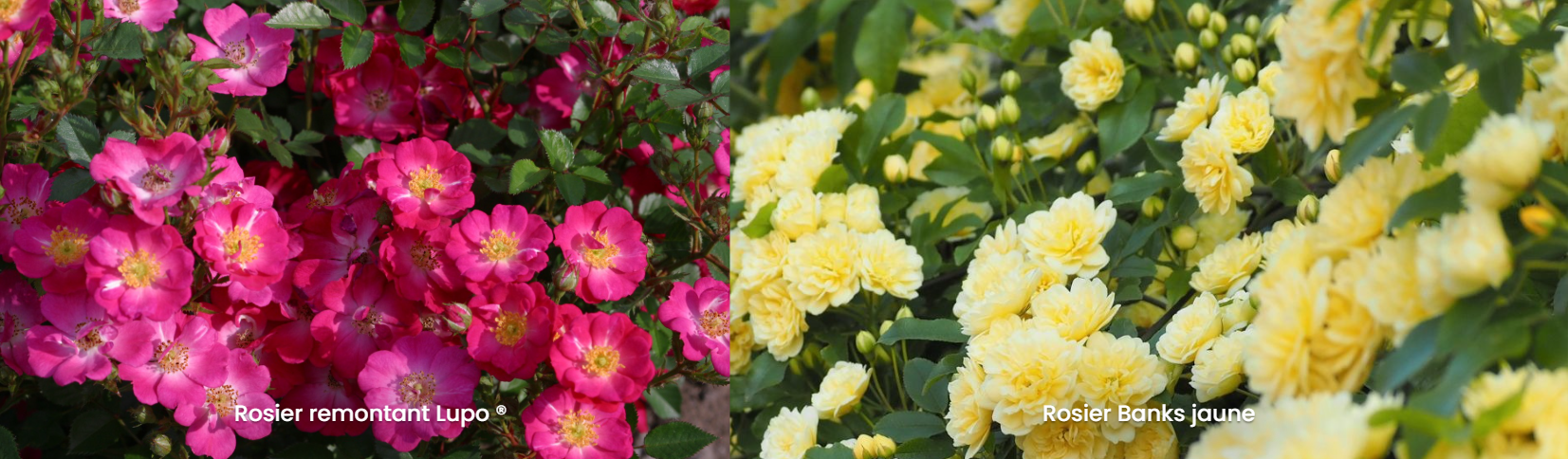 Rosiers à bouturer / Leaderplant