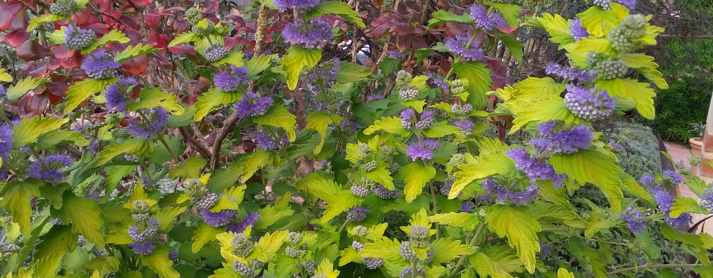 Caryopteris / Leaderplant