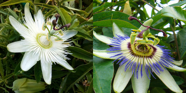Passiflore / Leaderplant