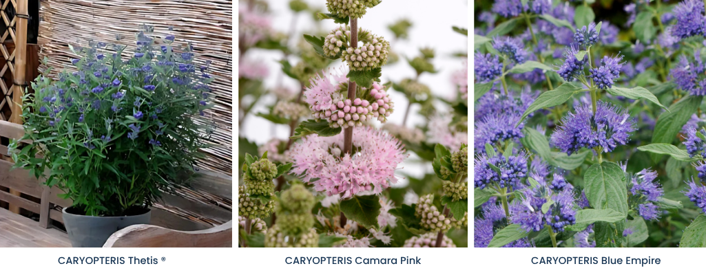 Caryopteris / Leaderplant
