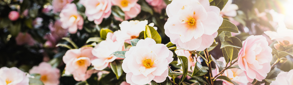 Camelia / Leaderplant