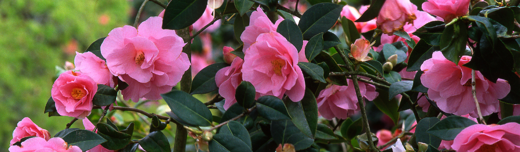 Camelia / Leaderplant