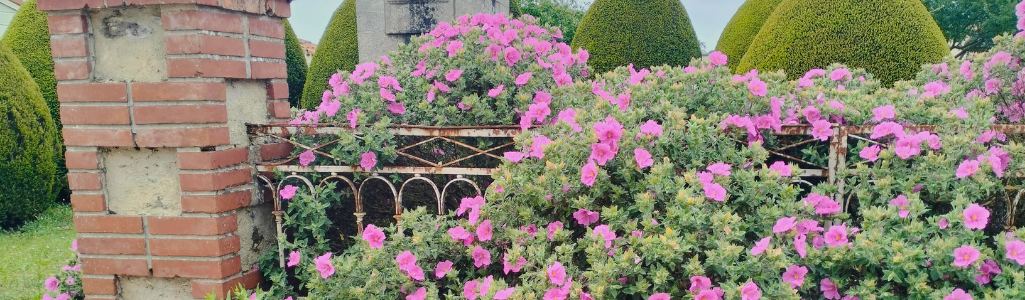 Ciste de crète / Leaderplant