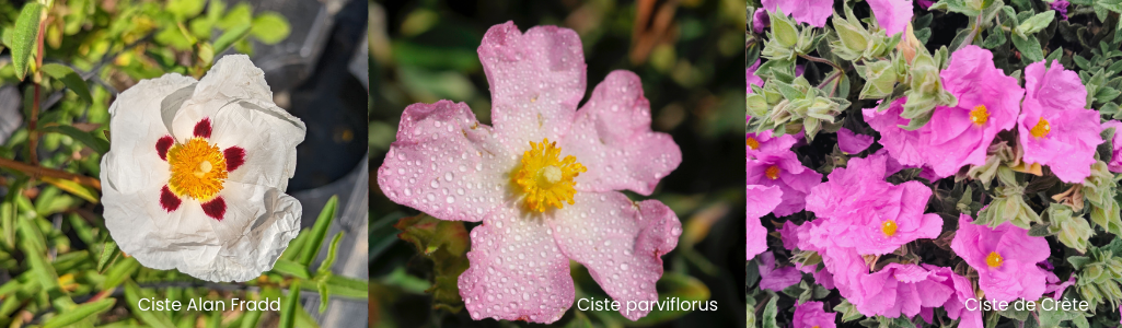 Cistes divers / Leaderplant