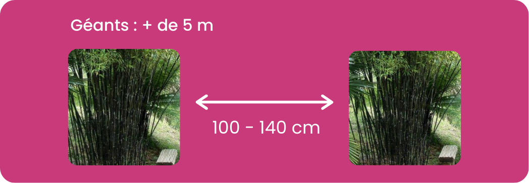 Distance plantation bambous géants / Leaderplant