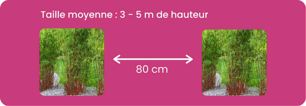 Distance plantation bambous moyens / Leaderplant