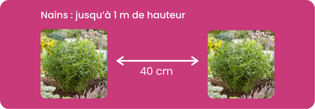 Distance plantation bambous nains / Leaderplant