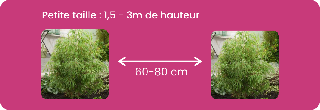 Distance plantation bambous petits / Leaderplant