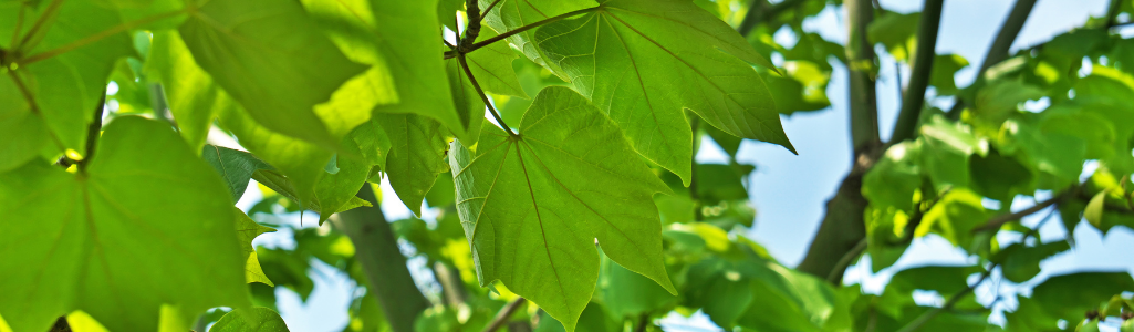 Firmiana simplex / Leaderplant