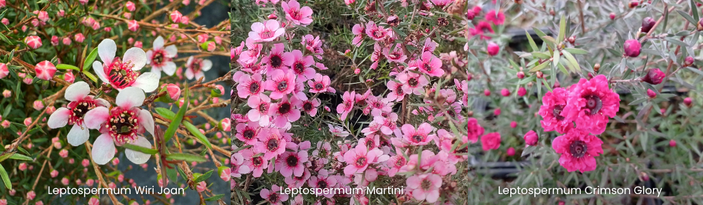 Leptospermum divers / Leaderplant
