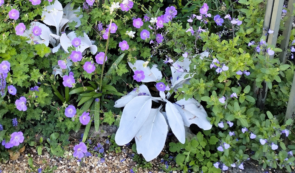 Massif géranium / Leaderplant