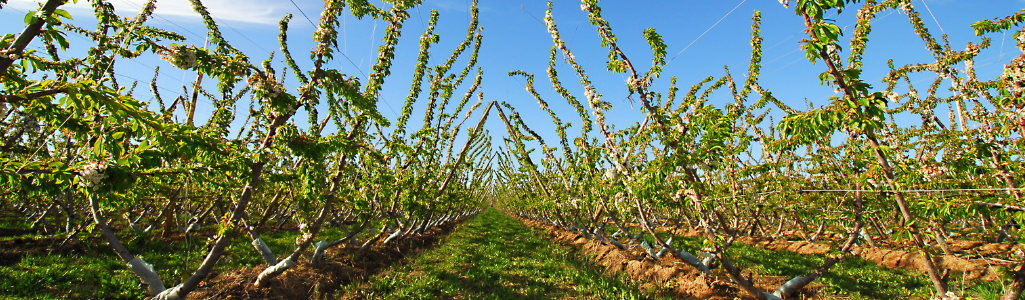 Plantation Cerisiers du Japon / Leaderplant