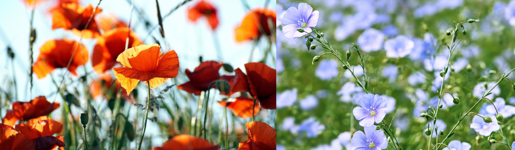 Plantes orange et bleues / Leaderplant