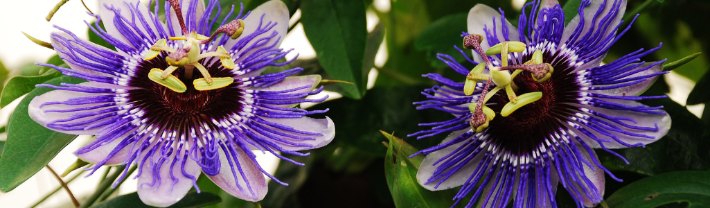 Passiflore Purple Haze / Leaderplant