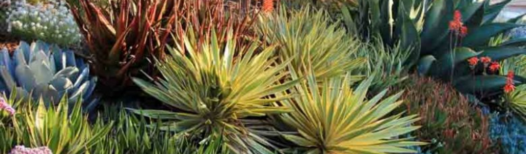 Succulentes / Leaderplant