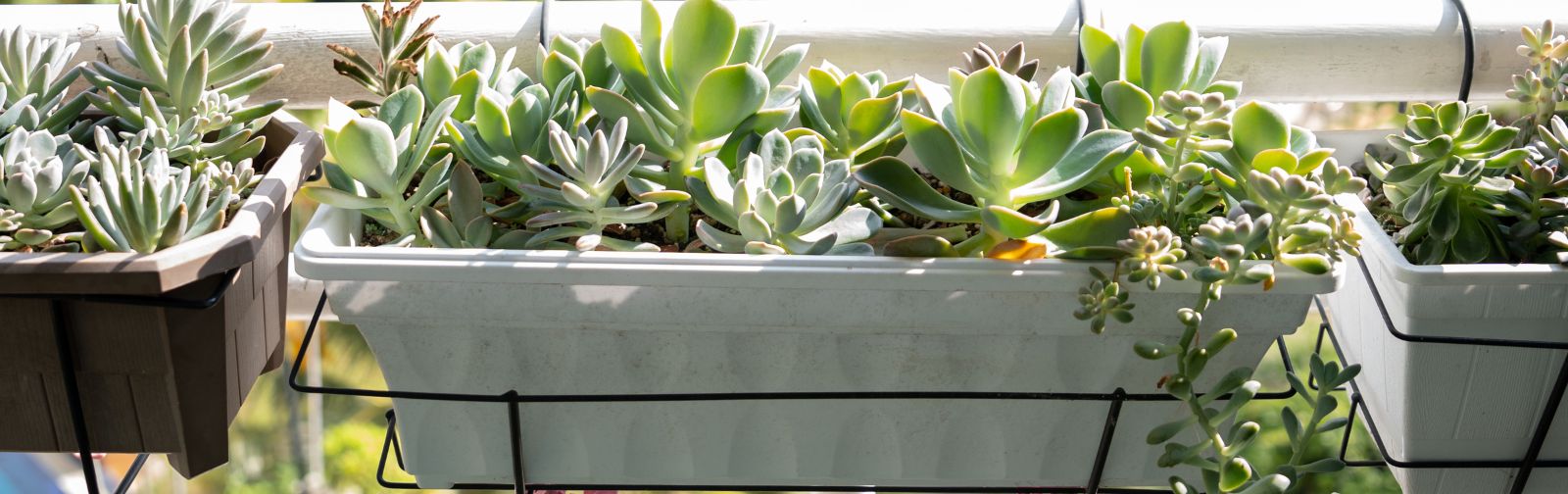Des plantes pour balcon qui ne demandent (presque) pas d'arrosage, Leaderplant  - Conseils Balcon Terrasse