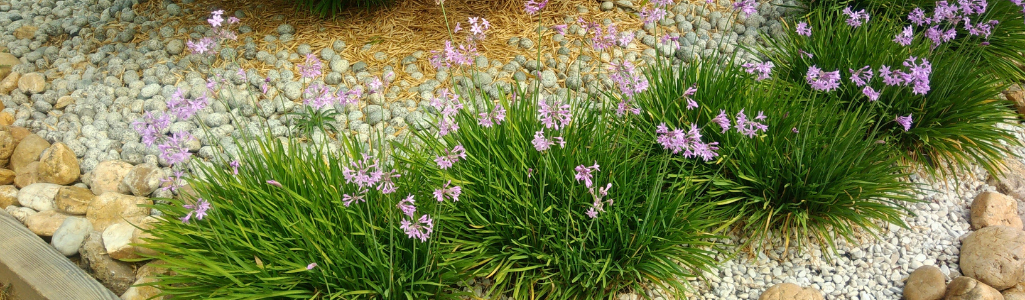 Tulbaghia dark star / Leaderplant