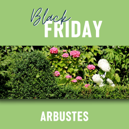 Arbustes Black Friday Leaderplant