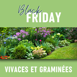 Vivaces et graminées | Black Friday Leaderplant
