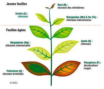 Carence des plantes 