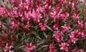 Gaura