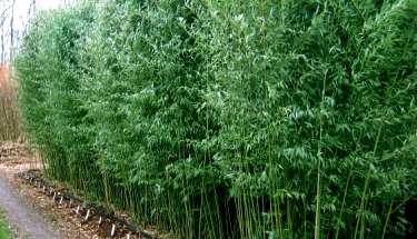 haie bambou phyllostachys aurea bambou doré