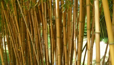 haie bambou phyllostachys aureocaulis bambou à cannes jaunes