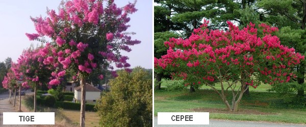 Lilas des indes - Lagerstroemia- Ventes de lilas des indes et d'arbustes  fleuris | Leaderplant - vente de Vente en ligne d'arbres et arbustes |  Leaderplant