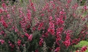 Leptospermum - Arbre à thé