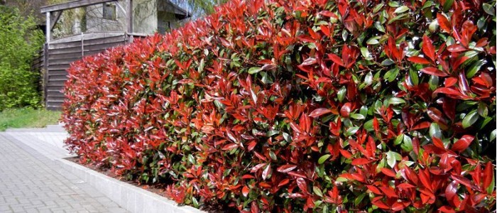 haie de photinia