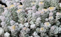 Sedum