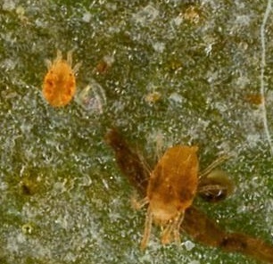 Acariens phytophages 