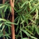 Bambou Fargesia Angustissima