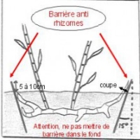 Barrière anti-rhizomes