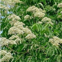 Arbre à Miel - Tetradium daniellii