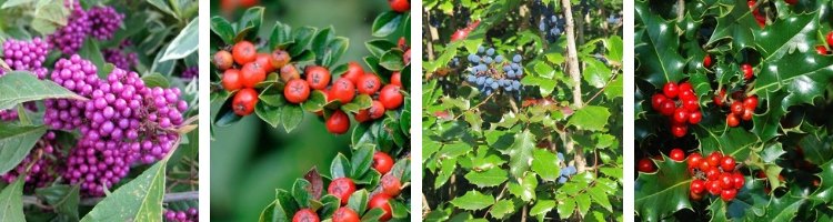 Arbustes à fruits pour l'Hiver