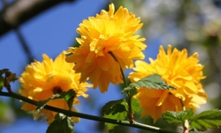 arbustes floraison jaune