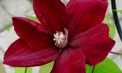 arbustes floraison rouge