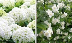 arbustes floraison blanche 